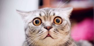 Coronavirus Dispersing In Crypto: Ex-Ethereum Dev Afri Schoedon Contaminated