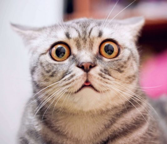 Coronavirus Dispersing In Crypto: Ex-Ethereum Dev Afri Schoedon Contaminated