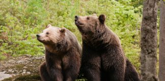 Bitcoin Paints 2 Exceptionally Bearish Patterns: Death Cross and Double Leading