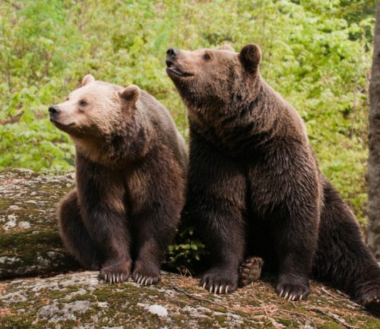 Bitcoin Paints 2 Exceptionally Bearish Patterns: Death Cross and Double Leading