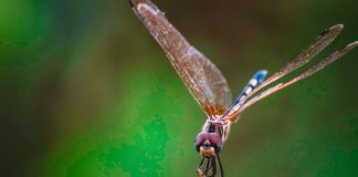 Double Dragon: Is Ethereum Ready For Violent Turnaround?