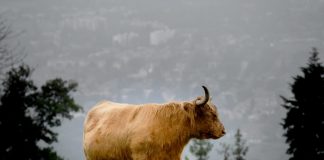 A Calm MATIC is Staging a Wild Bull Run Circumstance; Here’s Why