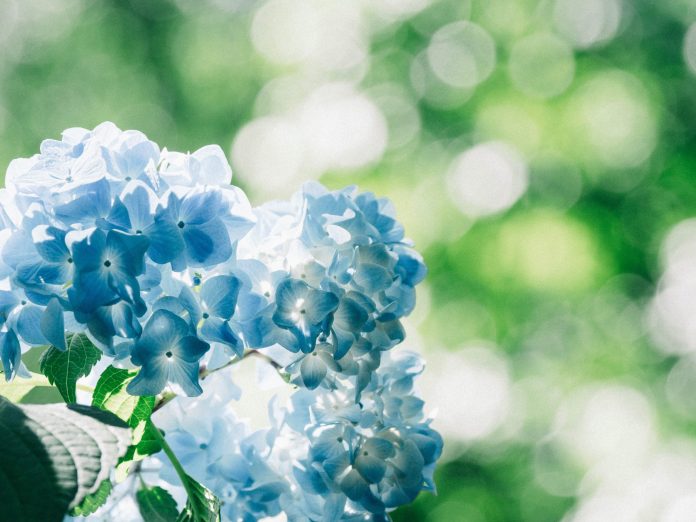 Bitcoin Rises Previous $7,100, Leaving $15 Million Worth of Burned BitMEX Shorts