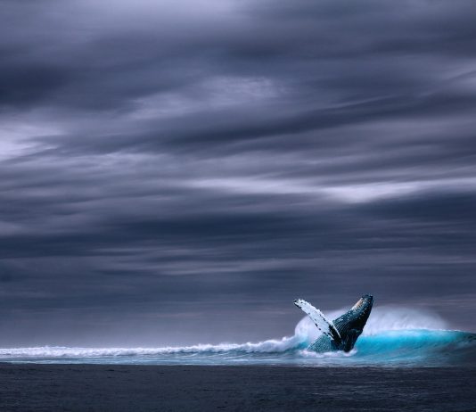 Variety Of Bitcoin Whales Strikes Previous Pre-Bull Run Level