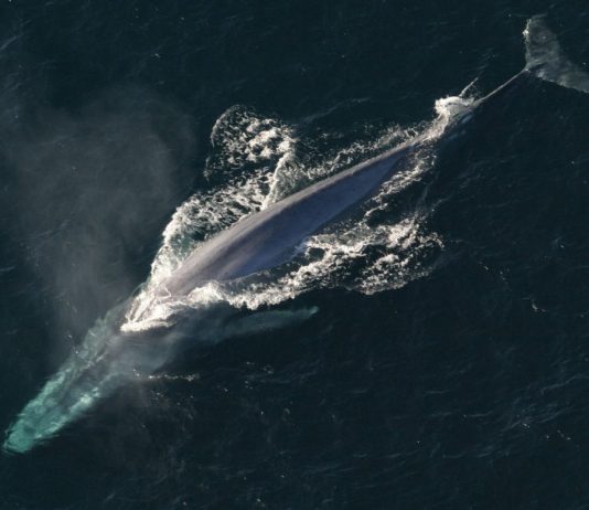 Here’s How Huge BTC Whales Are Preparing For Bitcoin’s Halving
