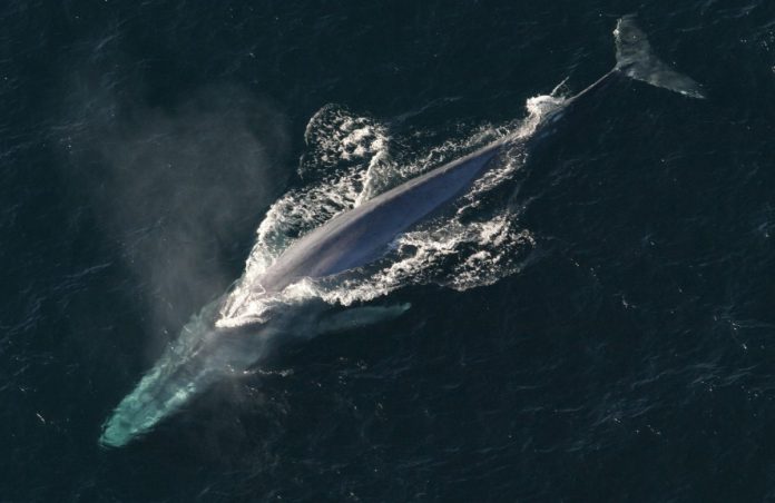 Here’s How Huge BTC Whales Are Preparing For Bitcoin’s Halving
