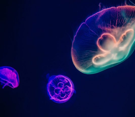 Crypto Tidbits: Bitcoin Roars Previous $10 k, Cutting in half Days Away, Ethereum 2.0 Nears