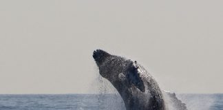 EOS Whales Are Collecting on Every Dip; Bull Run Incoming?