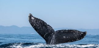 Ethereum Whales Accumulate As Bullish Momentum Develops