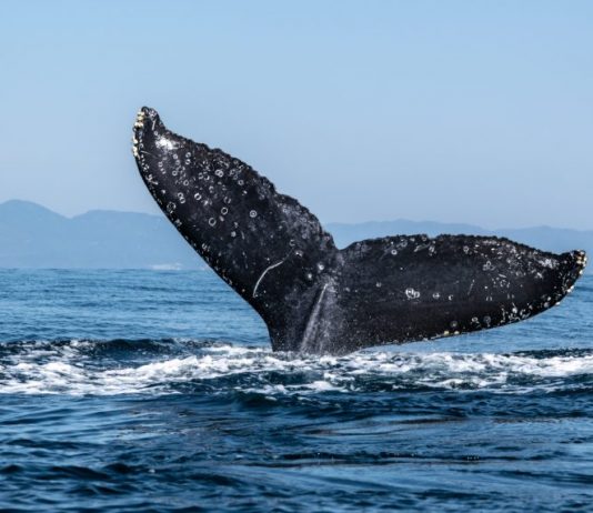 Ethereum Whales Accumulate As Bullish Momentum Develops