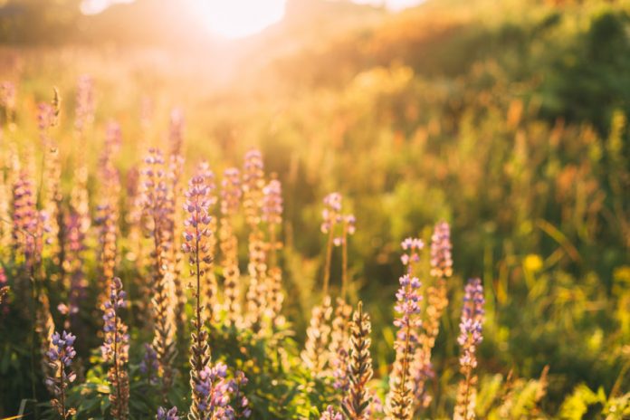 Ethereum Is Poised to Rise Above $300 By the End of June, Top Trader Asserts