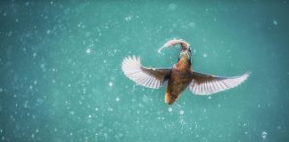 The Continuous Miner “Feeding Craze” Is Bullish for Bitcoin in the Long Run