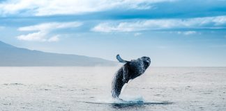 Bitcoin S2F Developer: Whales Didn’t Crash Cost in March 2020