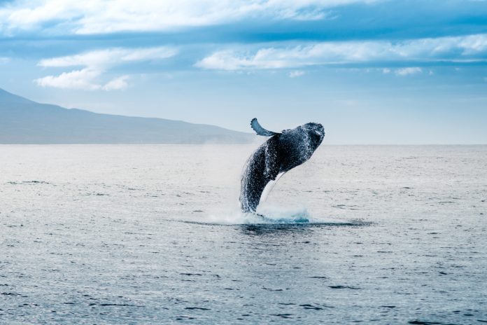 Bitcoin S2F Developer: Whales Didn’t Crash Cost in March 2020