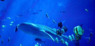 Causal Sequence: XRP Whales Purchase Up A Sea of Little Fish Offering