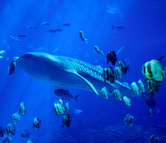 Causal Sequence: XRP Whales Purchase Up A Sea of Little Fish Offering