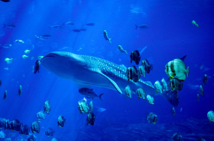 Causal Sequence: XRP Whales Purchase Up A Sea of Little Fish Offering