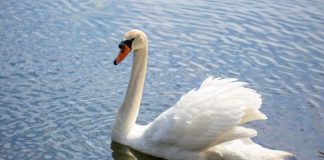 Bitcoin Bull Run Was Here, However White Swan Pandemic Put It On Lockdown Bitcoin Bull Run Was Here, However White Swan Pandemic Put It On Lockdown