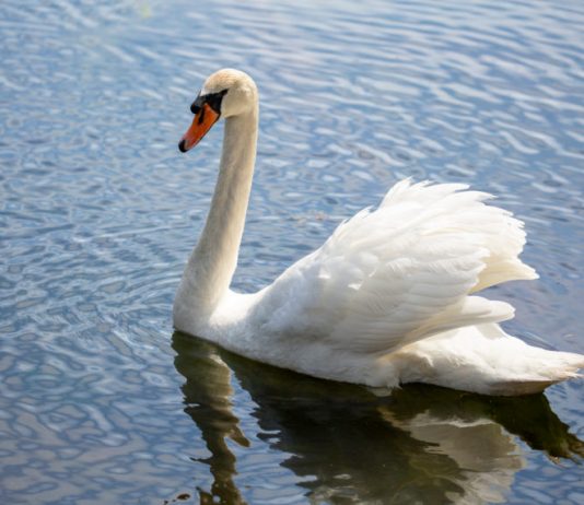 Bitcoin Bull Run Was Here, However White Swan Pandemic Put It On Lockdown Bitcoin Bull Run Was Here, However White Swan Pandemic Put It On Lockdown