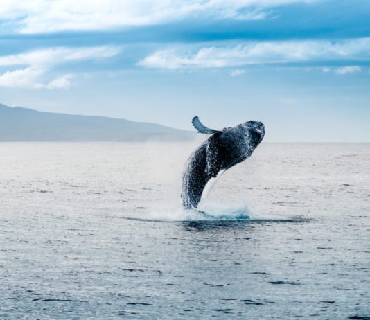 A Notorious Bitcoin Whale Simply Resurfaced– and He’s Got a Bone to Select