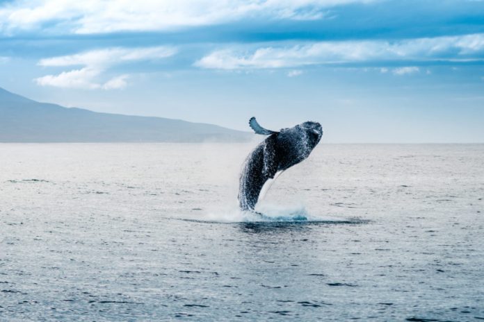 A Notorious Bitcoin Whale Simply Resurfaced– and He’s Got a Bone to Select
