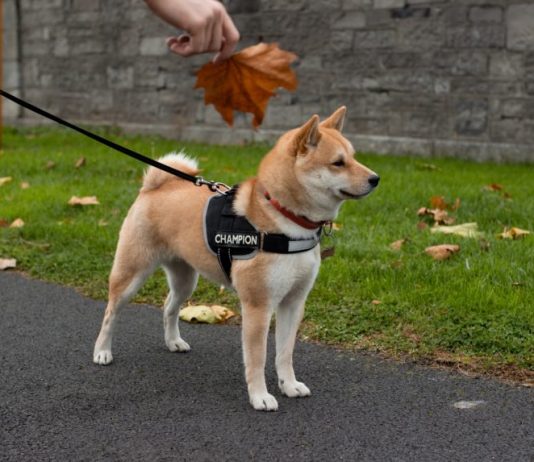 Dogecoin 140% Joke Rally Goes Severe with Continuous Agreement Release