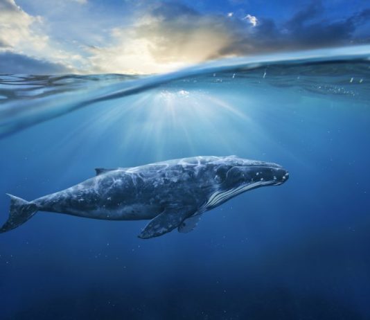 Was the Enormous Bitcoin Rally Engineered by a Single Whale? Potentially