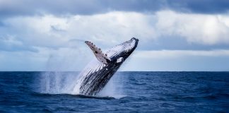 Whales are Collecting Bitcoin Regardless Of Its Stalling Momentum