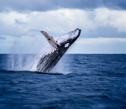 Whales are Collecting Bitcoin Regardless Of Its Stalling Momentum Whales are Collecting Bitcoin Regardless Of Its Stalling Momentum