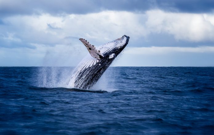Whales are Collecting Bitcoin Regardless Of Its Stalling Momentum Whales are Collecting Bitcoin Regardless Of Its Stalling Momentum