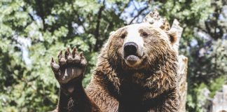 Month-to-month MACD Bearish Divergence Cautions Of Impending Bitcoin Crash