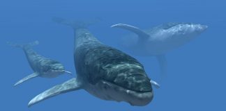Ethereum Whales Purchasing the Dip However Could It Indicate Another Rally?