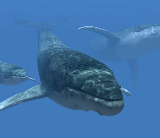 Ethereum Whales Purchasing the Dip However Could It Indicate Another Rally?