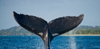 Information Reveals Whales Are Packing Up On Bitcoin, However Why?