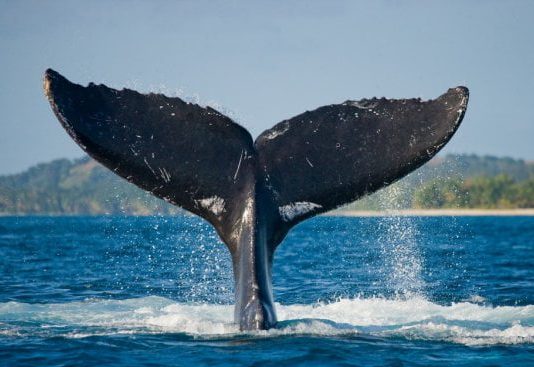 Information Reveals Whales Are Packing Up On Bitcoin, However Why?
