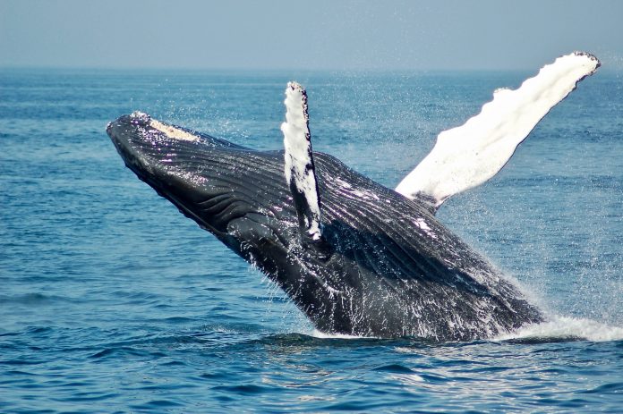 Bitcoin Whales Aren’t Offering Their BTC; It Might Be Boosting Its Cost Bitcoin Whales Aren’t Offering Their BTC; It Might Be Boosting Its Cost