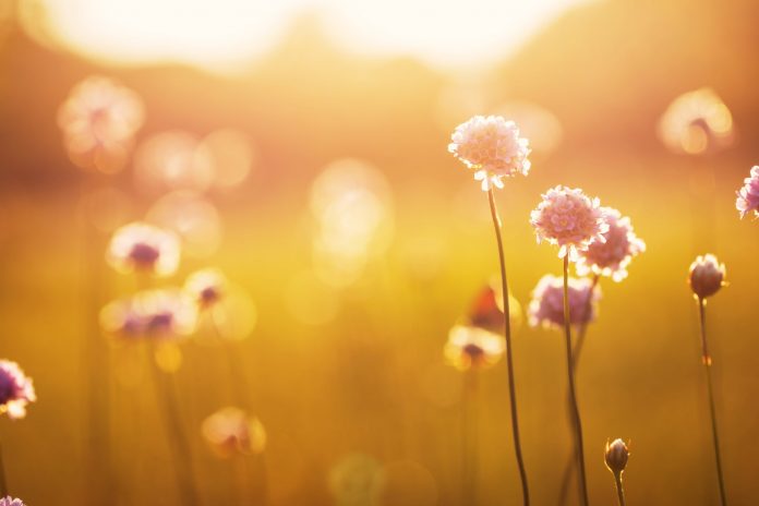 Eerie Chainlink (LINK) Fractal Forecasts a Drop Towards $6