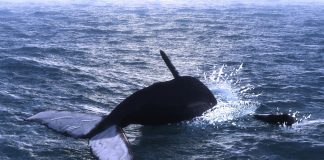 On-Chain Data Discovers OKEx Holds $2.3 Billion Worth of Bitcoin