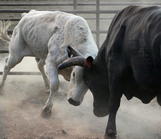 Bitcoin Sees Substantial Breakout as Experts Declare “$13,000 is on the Table” Bitcoin Sees Substantial Breakout as Experts Declare “$13,000 is on the Table”