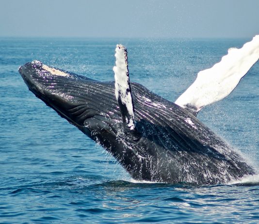 Exchange Inflows from Bitcoin Whales Spike as Experts Anticipate Selloff