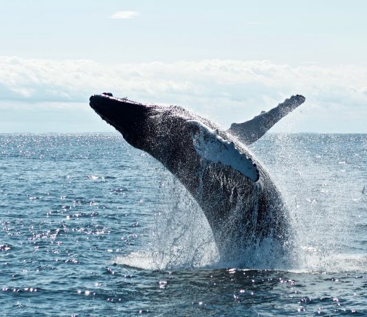 In Spite Of 50% Drop From $20 Highs, Chainlink Whales Remain Bullish