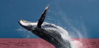Ethereum Whales Begin Crypto Crash With 4,000 ETH Dump