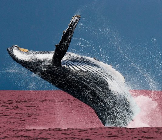Ethereum Whales Begin Crypto Crash With 4,000 ETH Dump