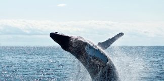 This Bitcoin Whale Pattern Recommends a Severe Selloff Might be Impending
