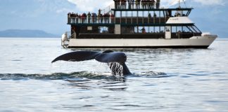 Whales Dump Ahead Of Bitcoin ATH, More Than 93 K BTC Offered Given That Peak Whales Dump Ahead Of Bitcoin ATH, More Than 93 K BTC Offered Given That Peak