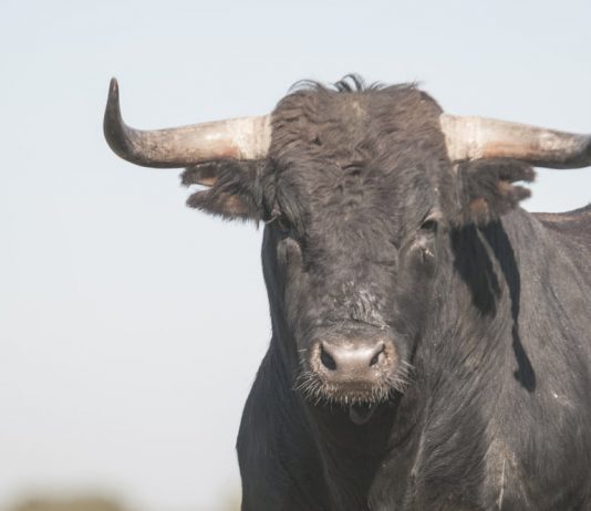 Bullish Indictor Prepares Yearn Financing (YFI) For Record High; Here’s How Bullish Indictor Prepares Yearn Financing (YFI) For Record High; Here’s How