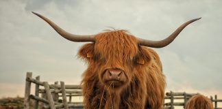 This Tradition Crypto has the “Largest Bullish Divergence Ever,” Claims Expert