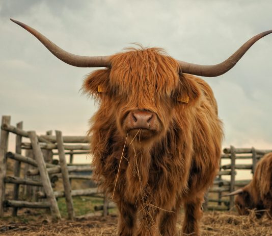 This Tradition Crypto has the “Largest Bullish Divergence Ever,” Claims Expert