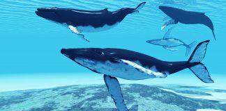Whale Viewing: Leading Bitcoin Cetologist Cautions Not To ‘Purchase The Dip’