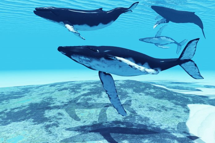Whale Viewing: Leading Bitcoin Cetologist Cautions Not To ‘Purchase The Dip’